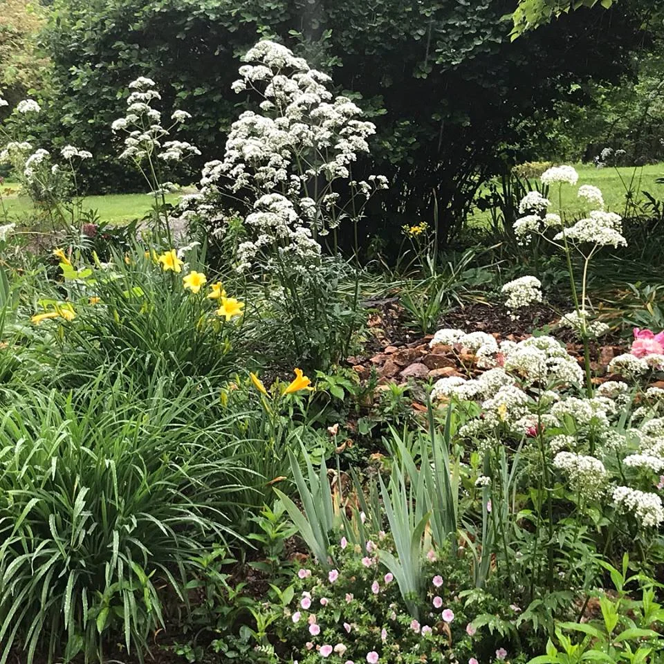  Photo courtesy  Jeff’s Successful Gardener Facebook Page . 
