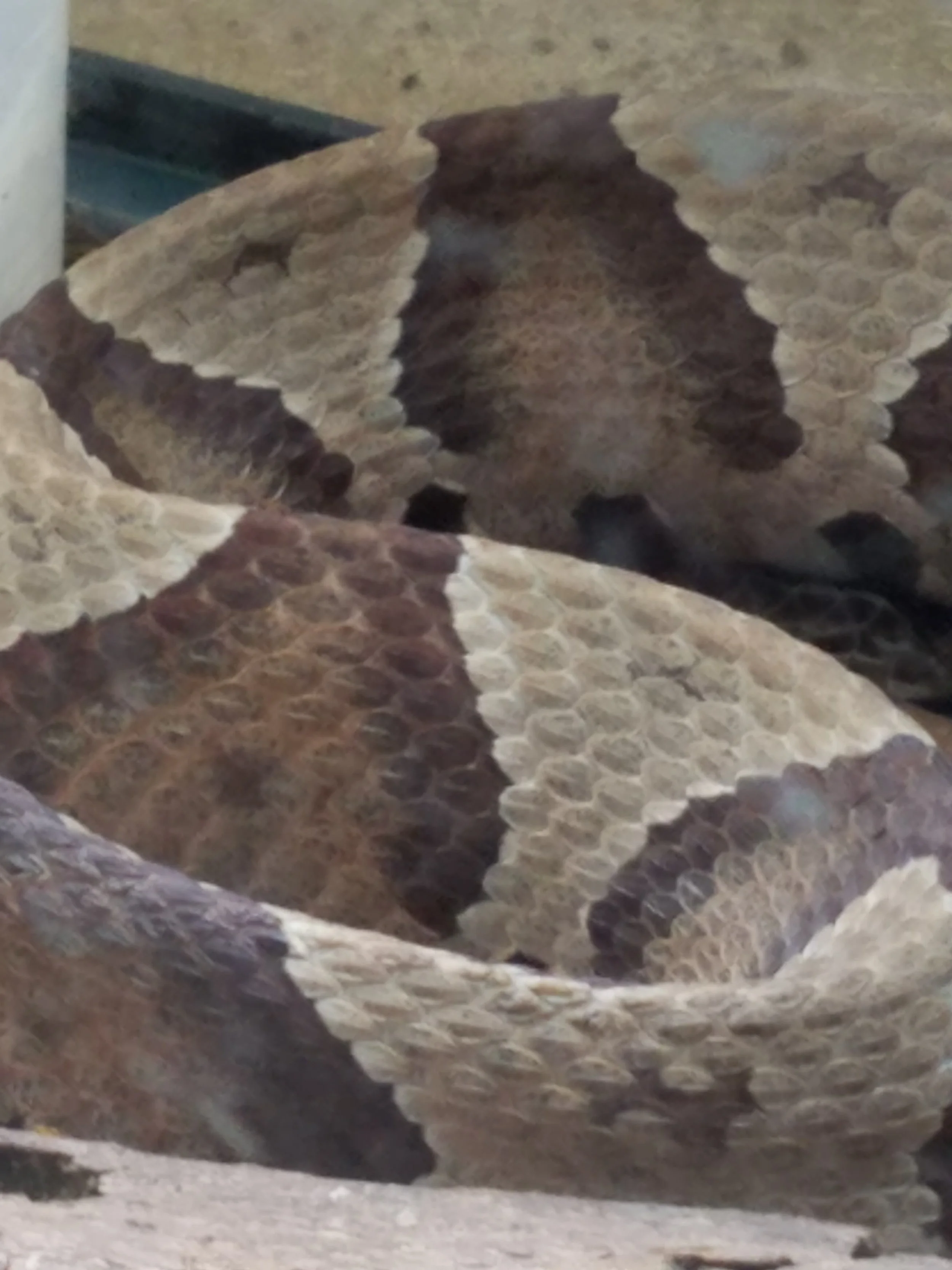 Photo by Jay Bell, Reptiles 101