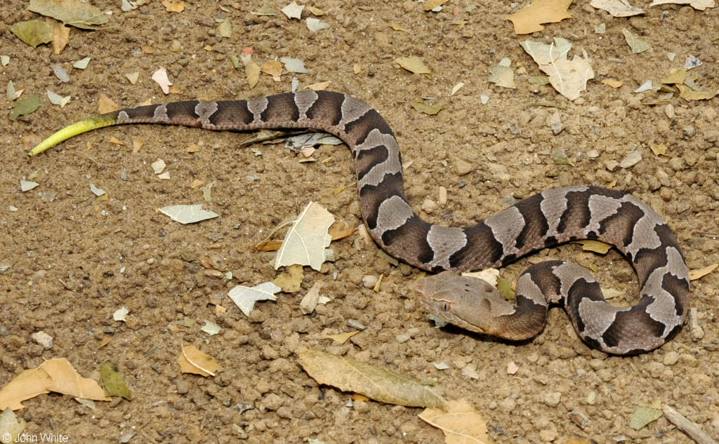 Photo by Virginia Herpetological Society