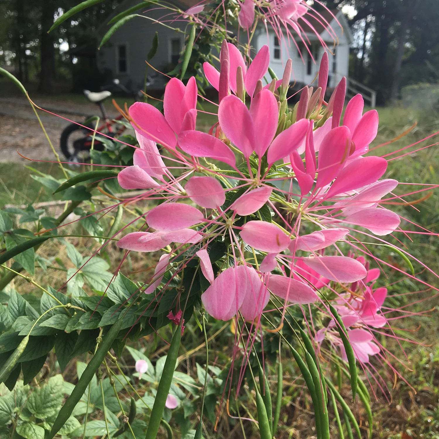 whats in bloom 6.jpg