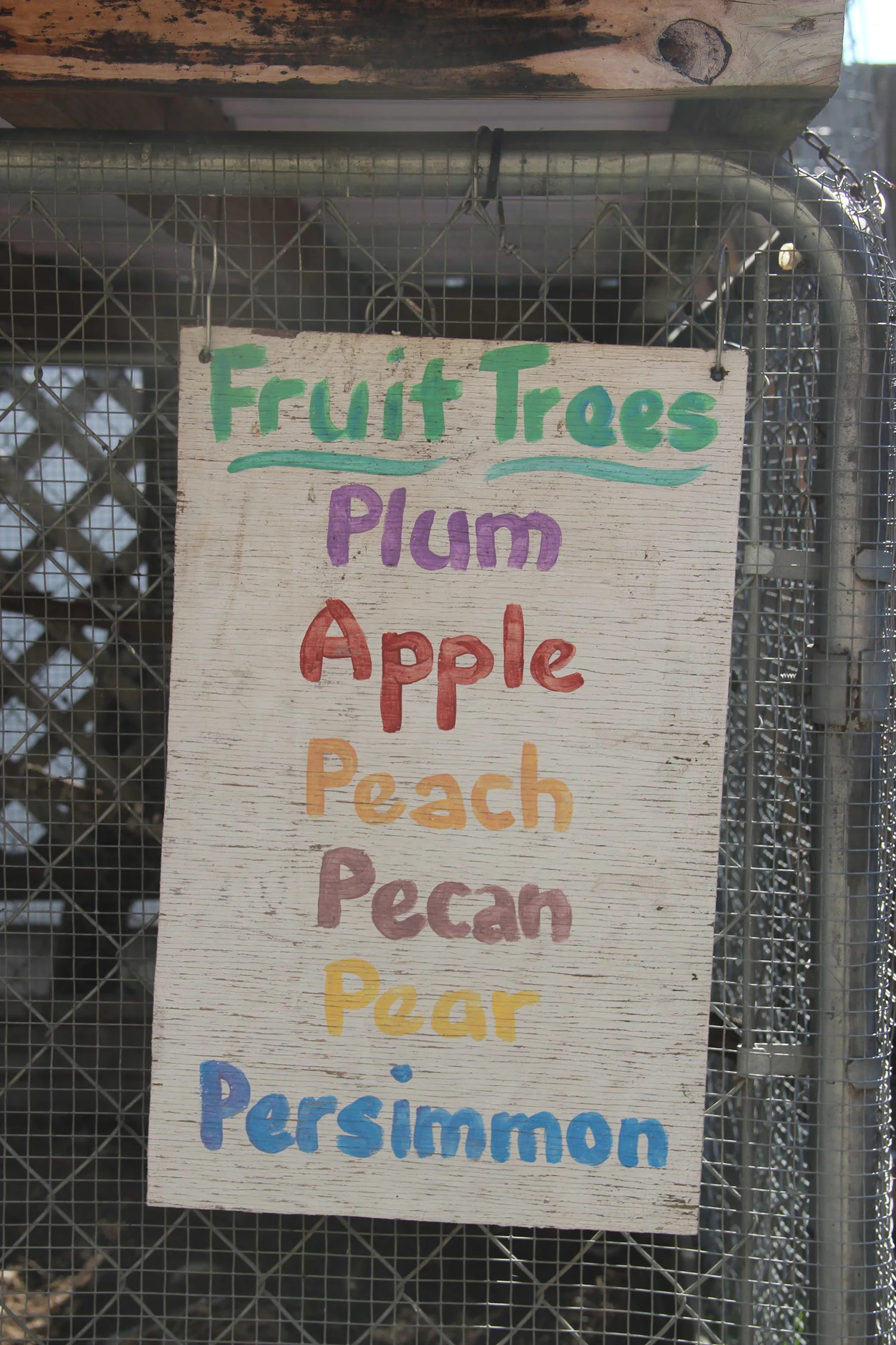 fruit tree 5.jpg