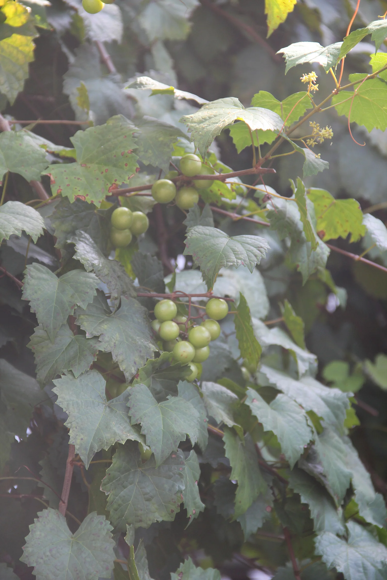 Native grapes such as muscadines are hardy and easy to grow here in Matthews.
