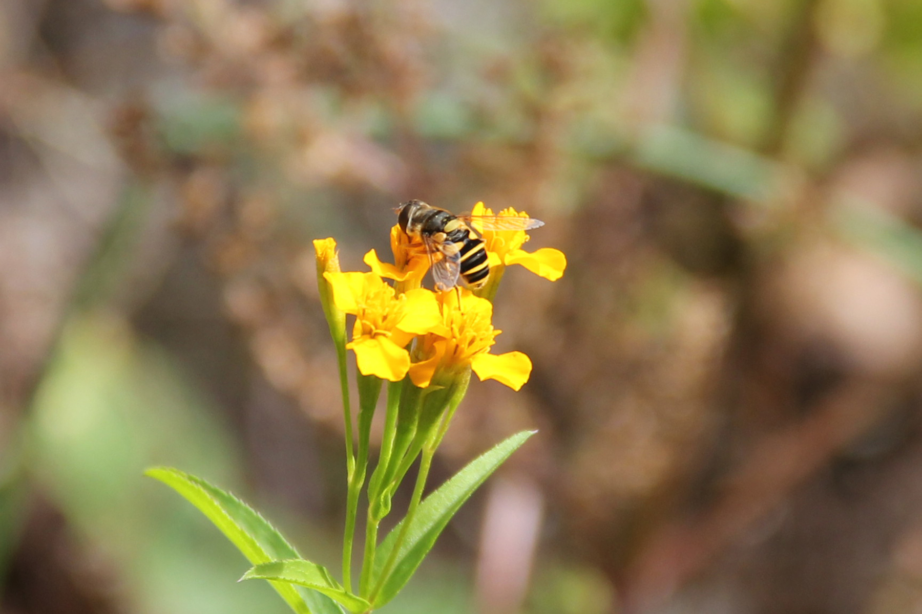 hoverflies.jpg