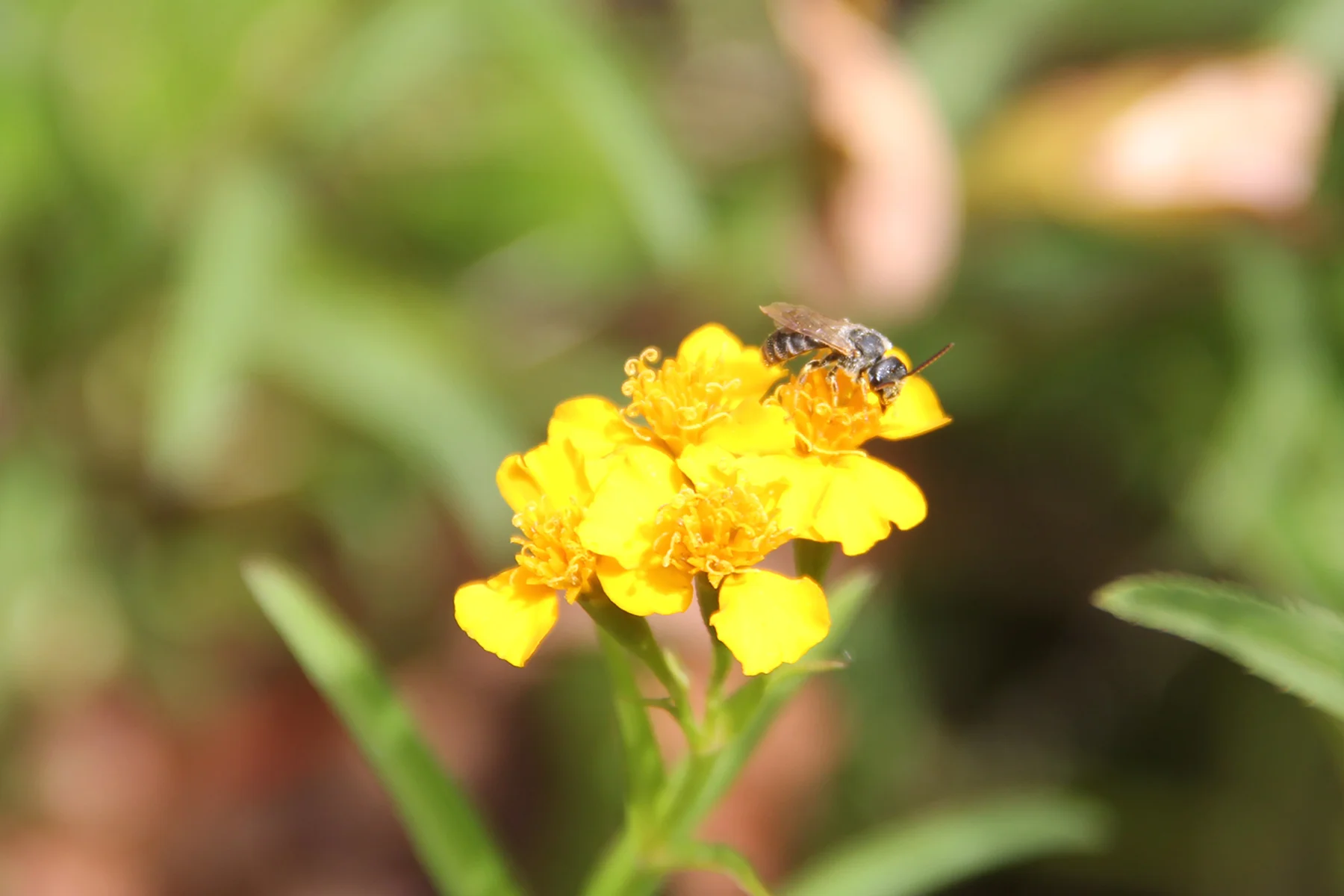 native bee.jpg