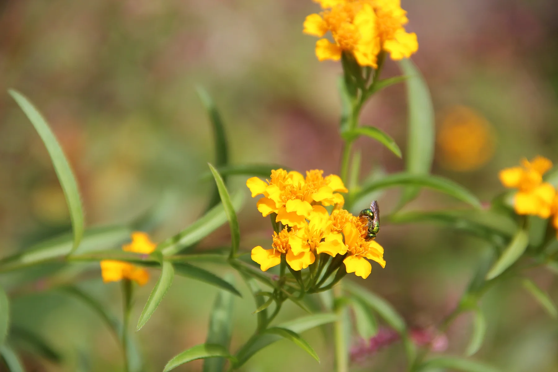 orchard bee.jpg