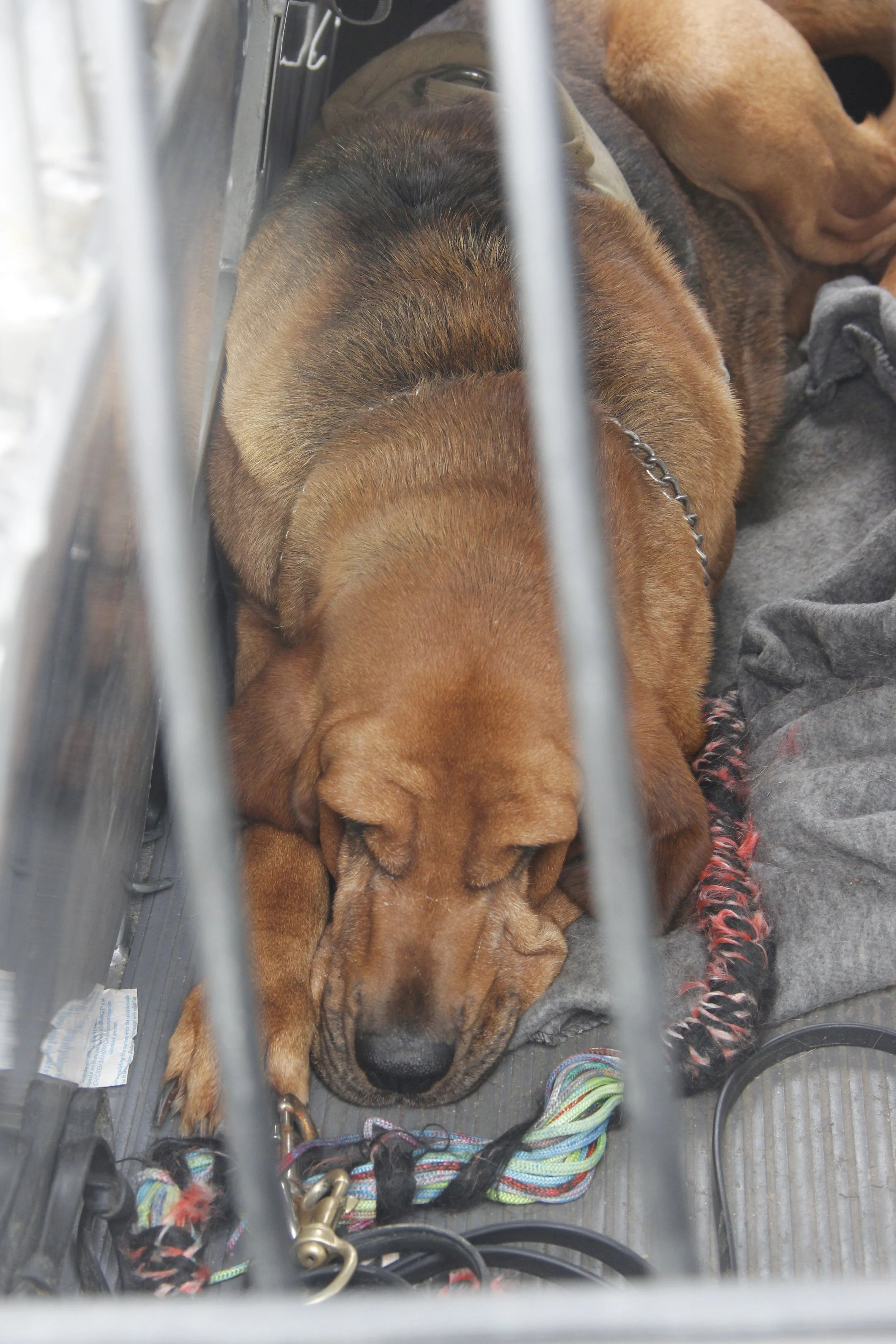 14 bloodhound _MG_9050.JPG
