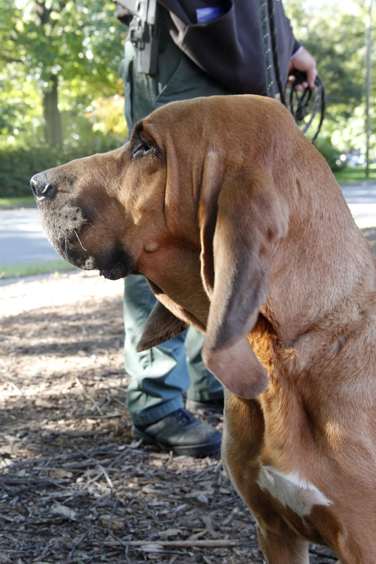 3 bloodhound.jpg
