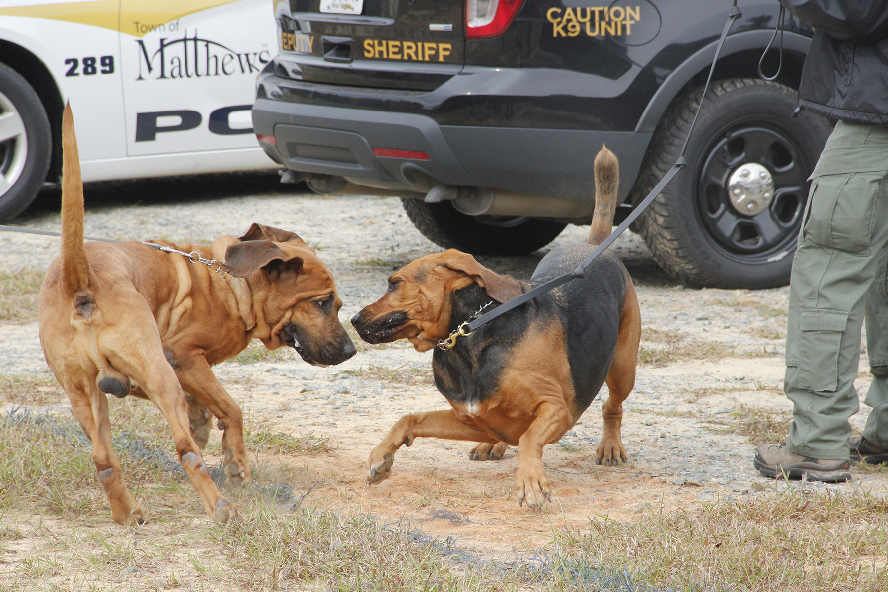 4 bloodhounds playing.jpg