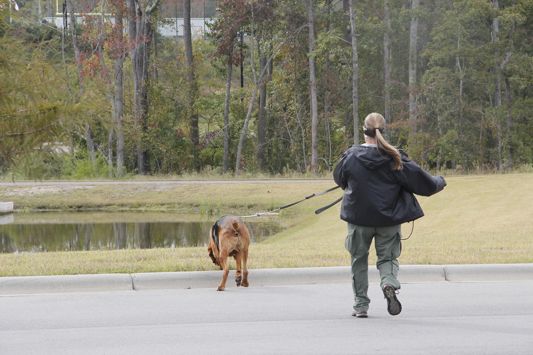 8 bloodhound  _MG_9013.JPG