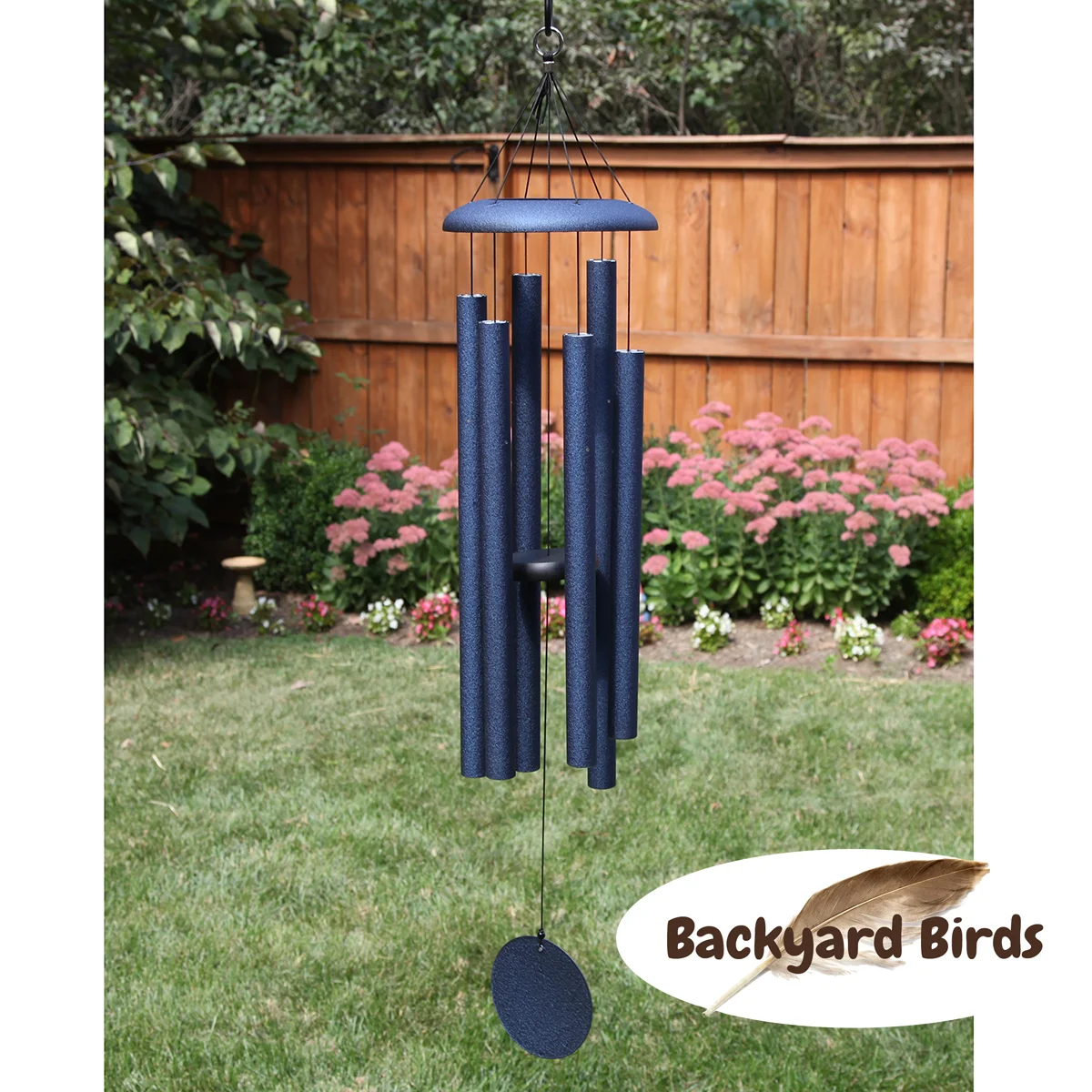 Backyard Birds