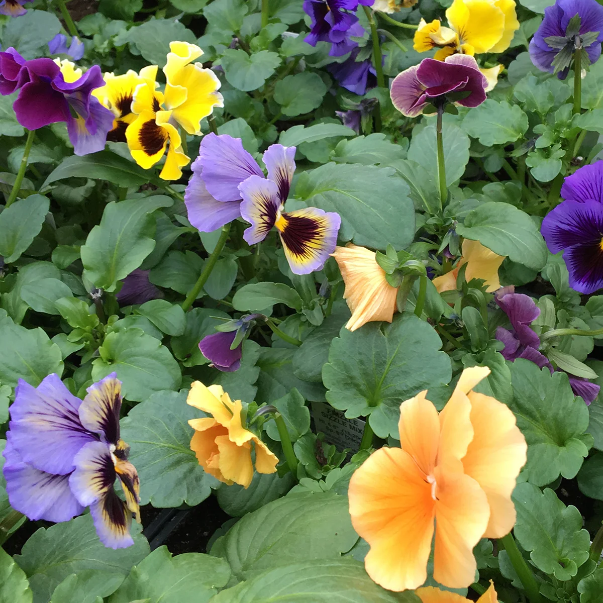 pansies 1.jpg