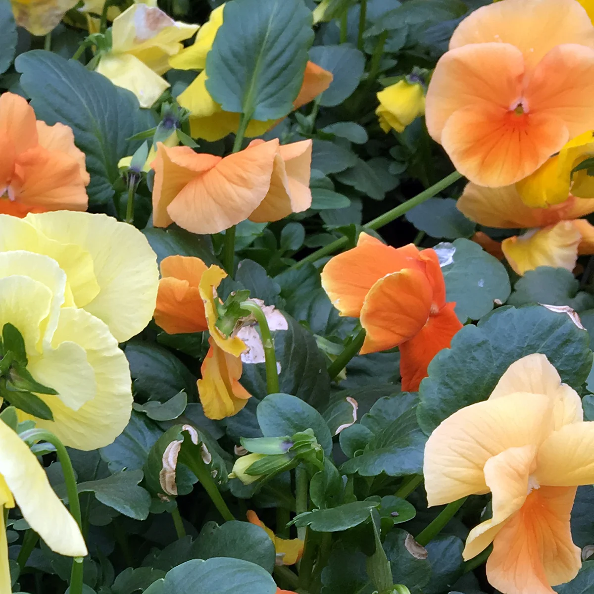 pansies 3.jpg