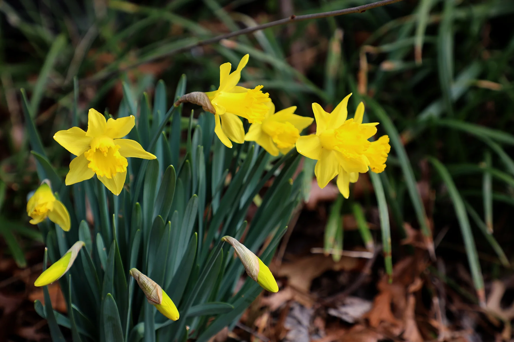 spring flowers 1.jpg
