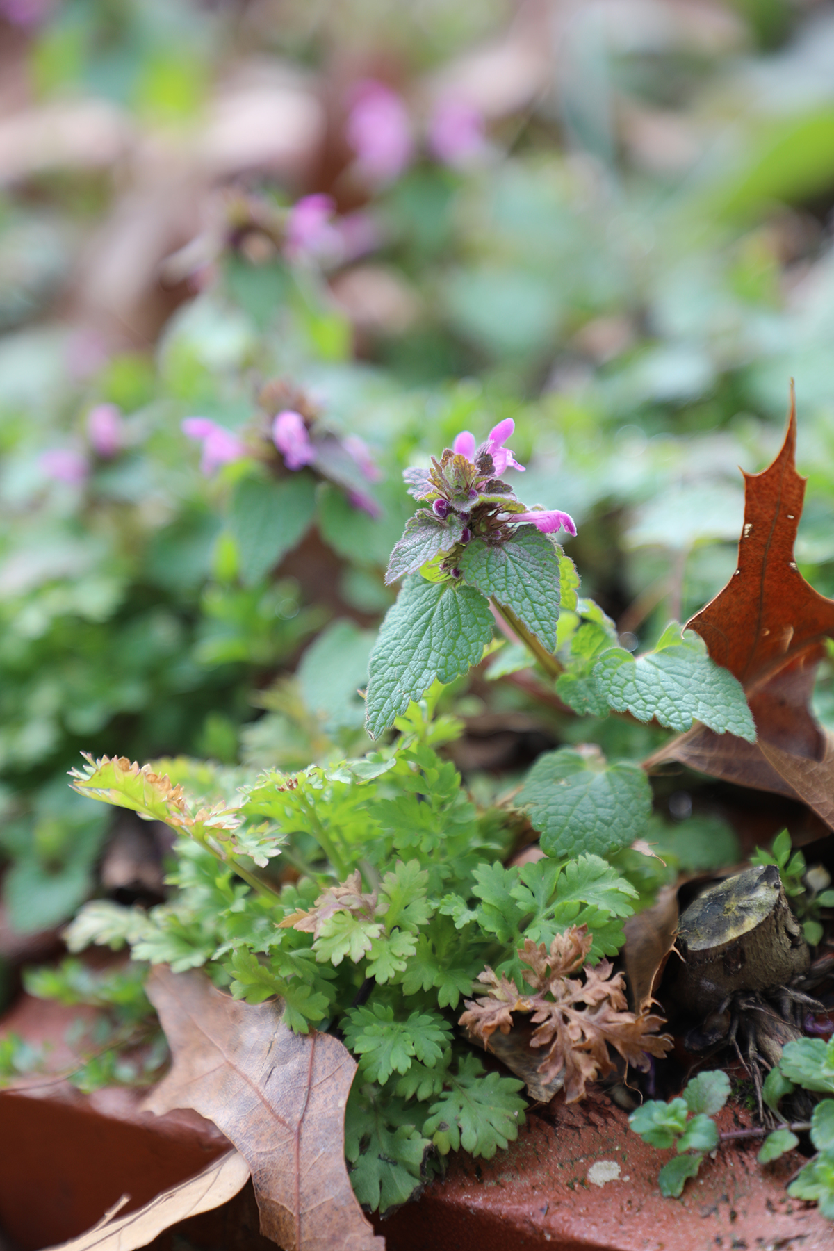 spring flowers 2.jpg