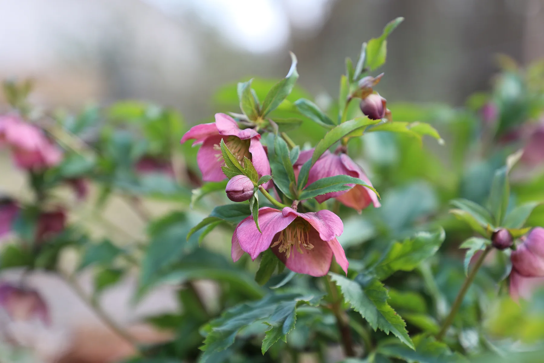 spring flowers 6.jpg