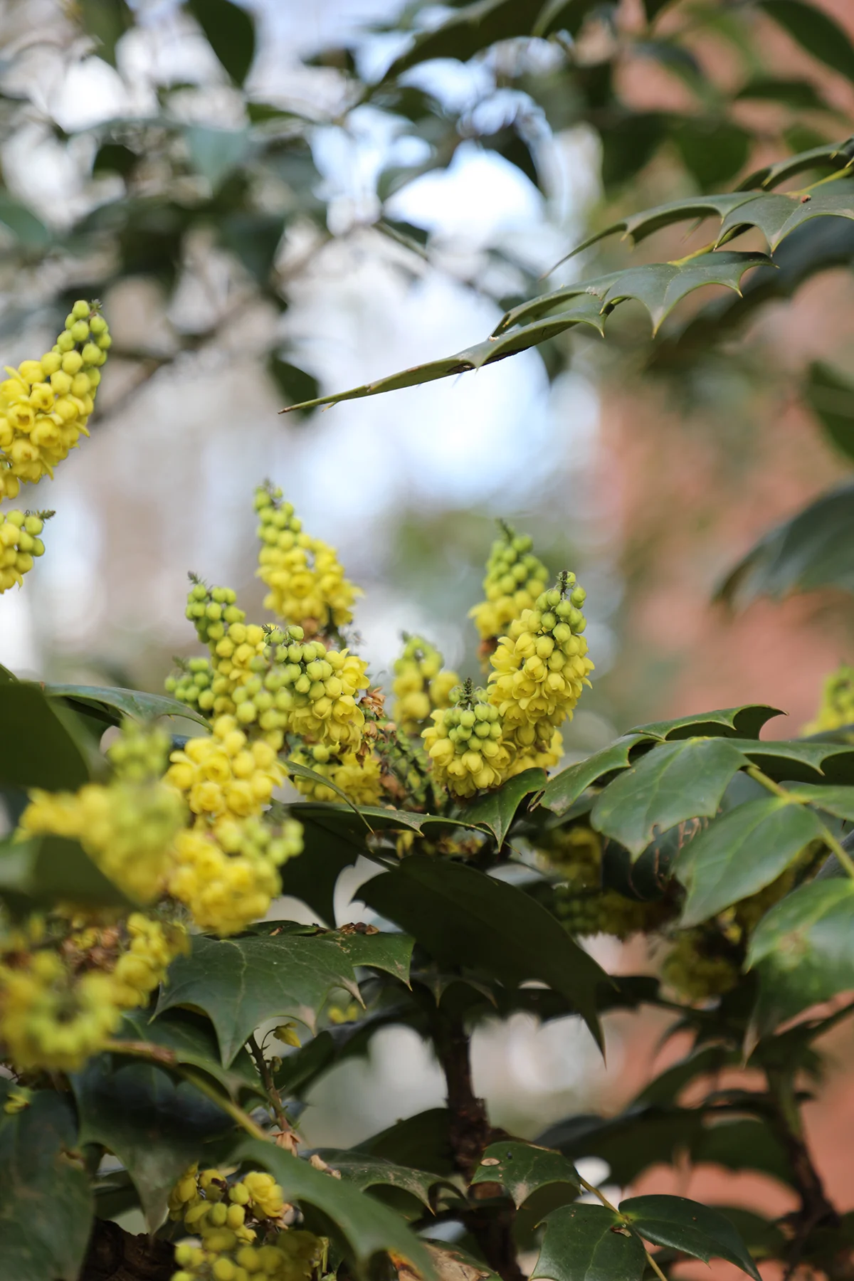 spring flowers 4.jpg
