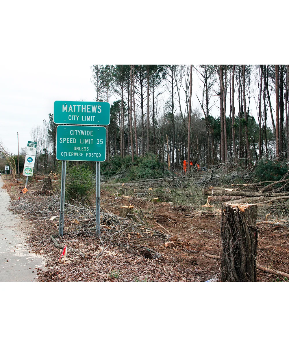 monroe rd trees fiveforfriday.jpg