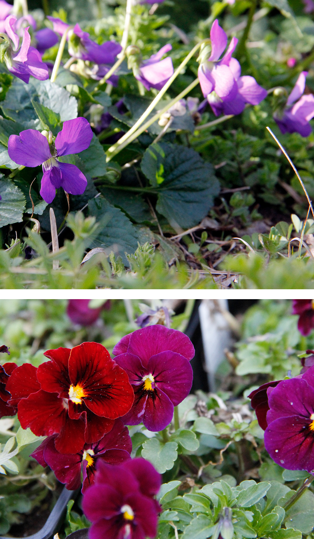 violets fiveforfriday.jpg