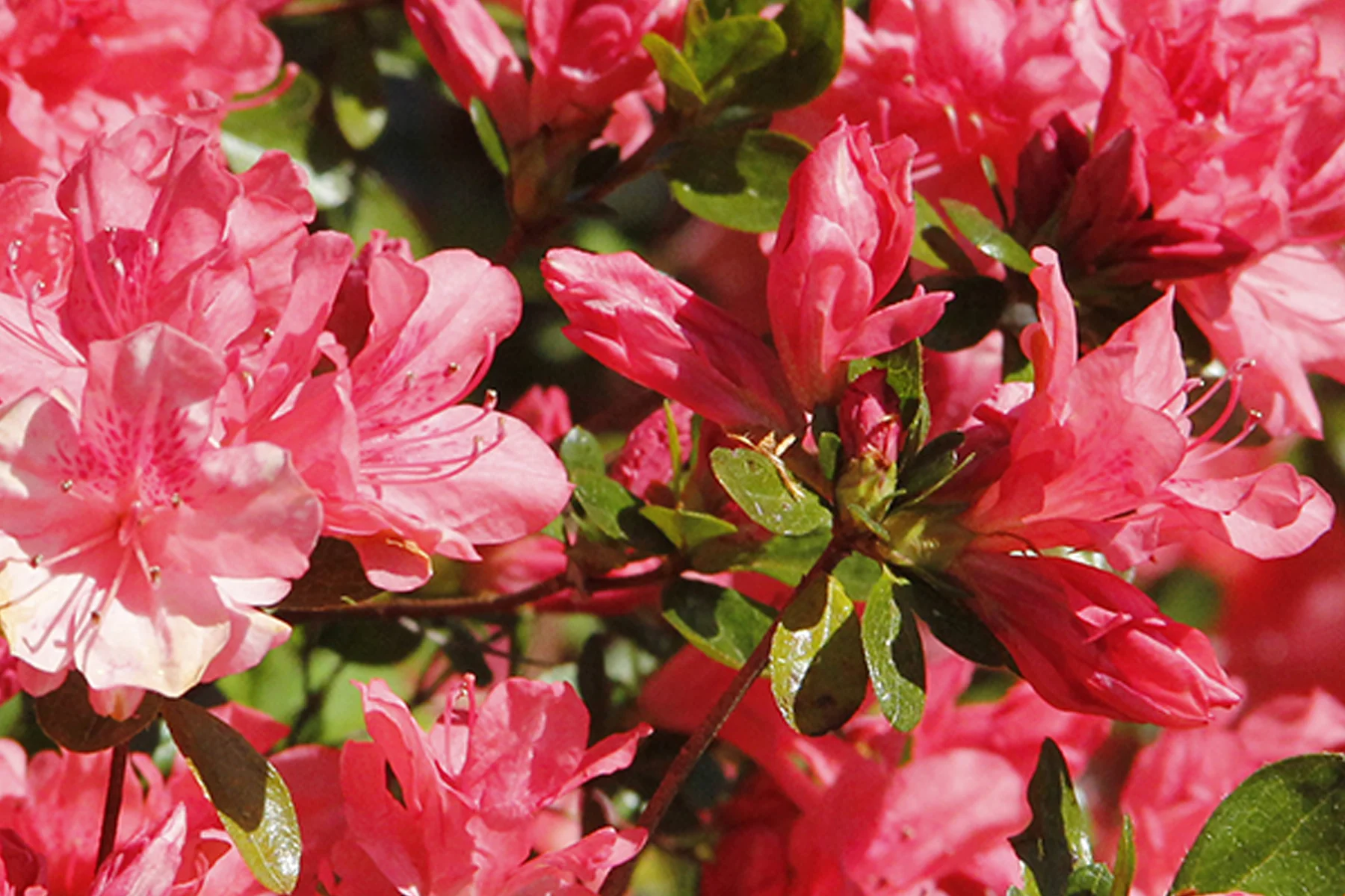 azaleas.jpg