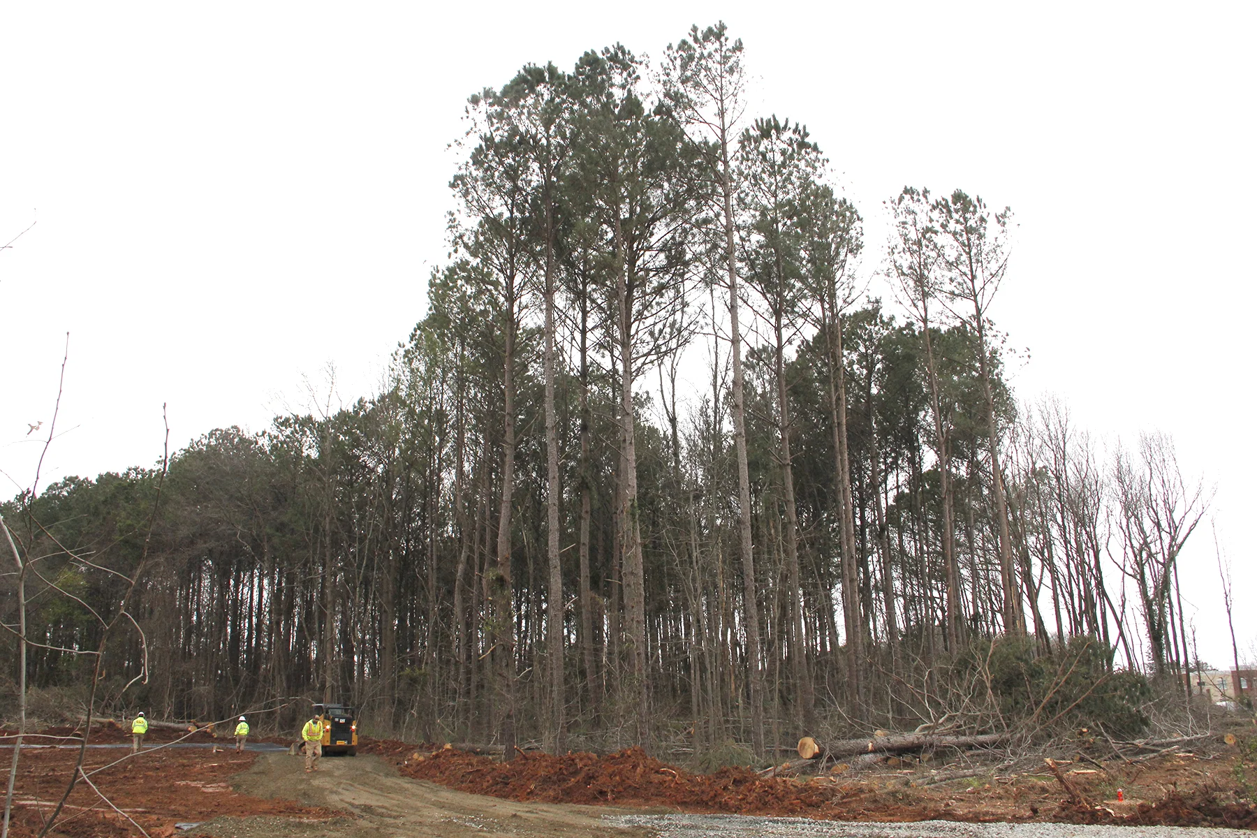 monroe road trees.jpg