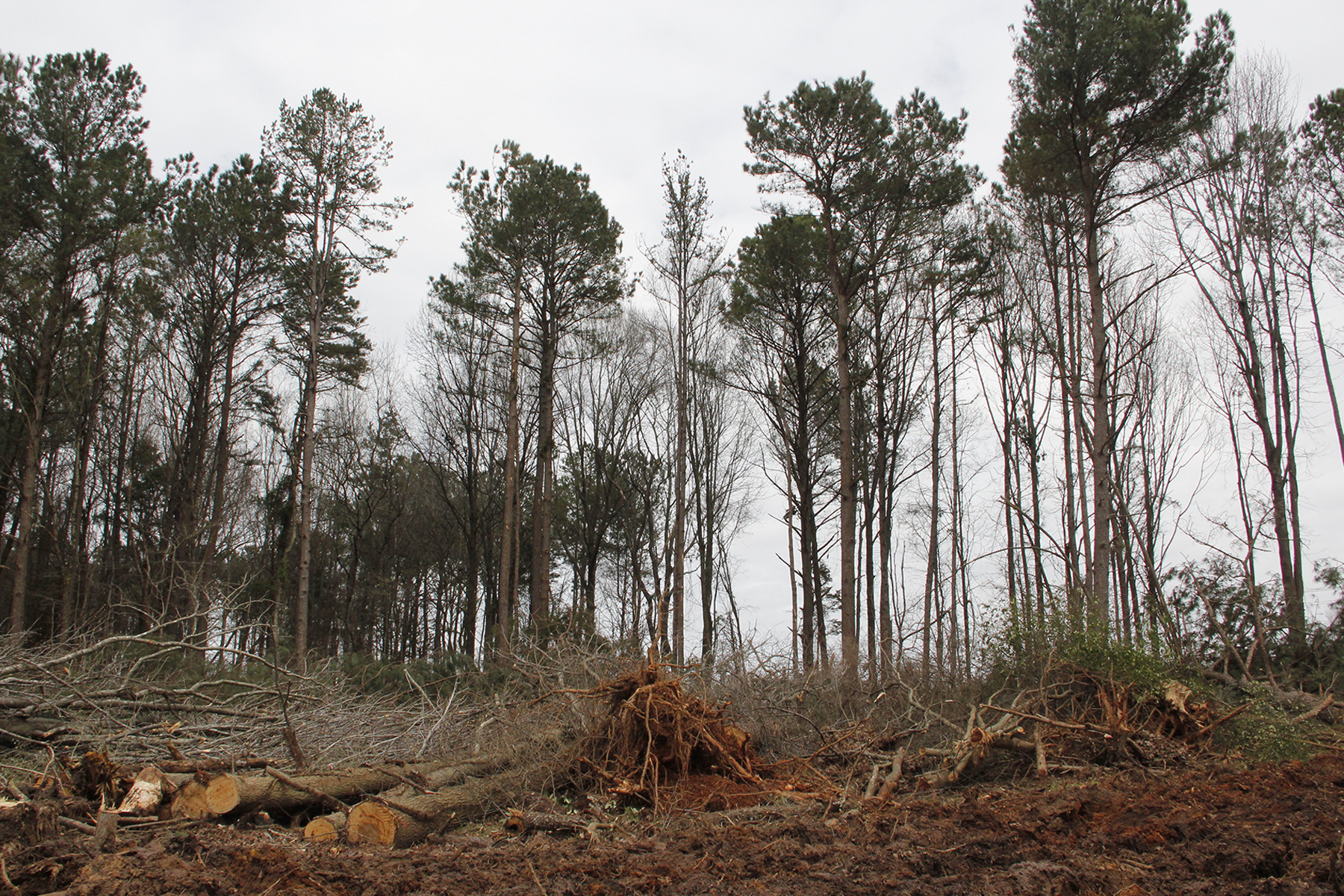 tree density.jpg