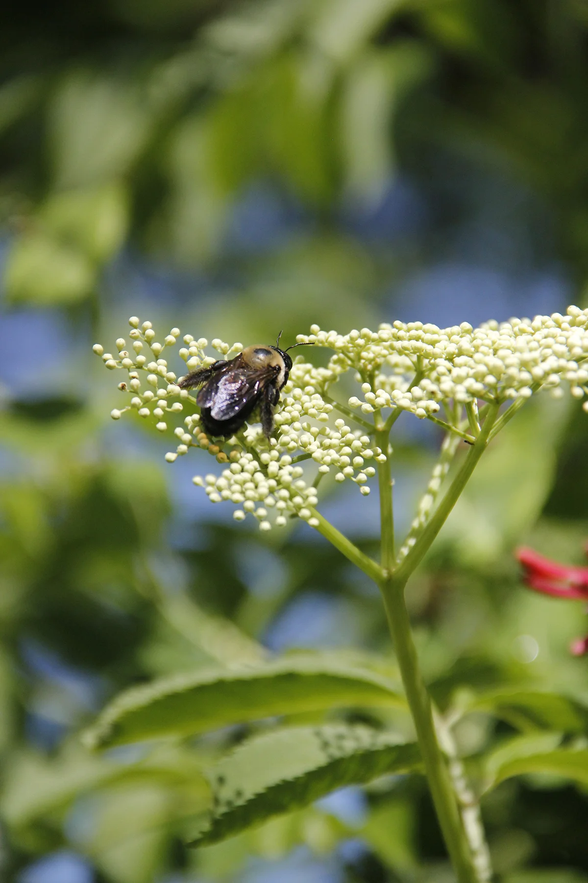 resting bee face.jpg