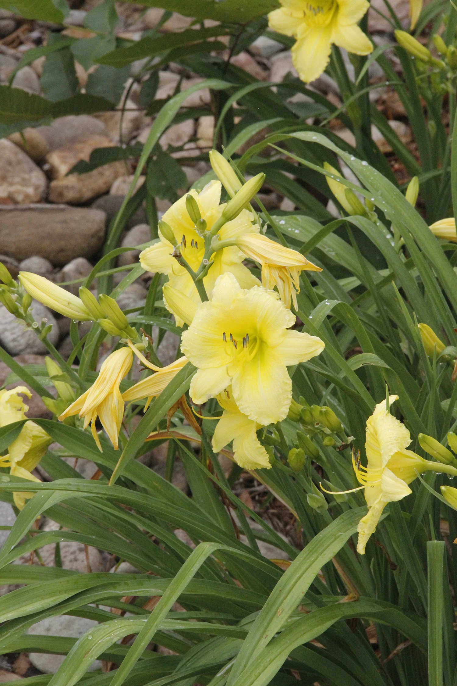daylilies.jpg