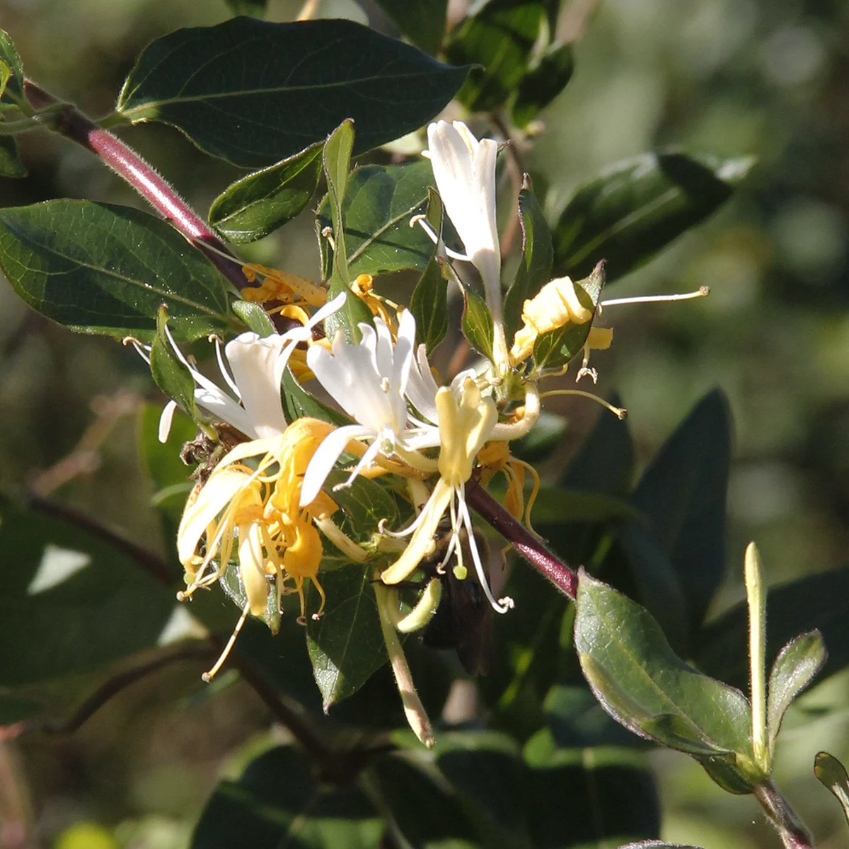 honeysuckle small.jpg