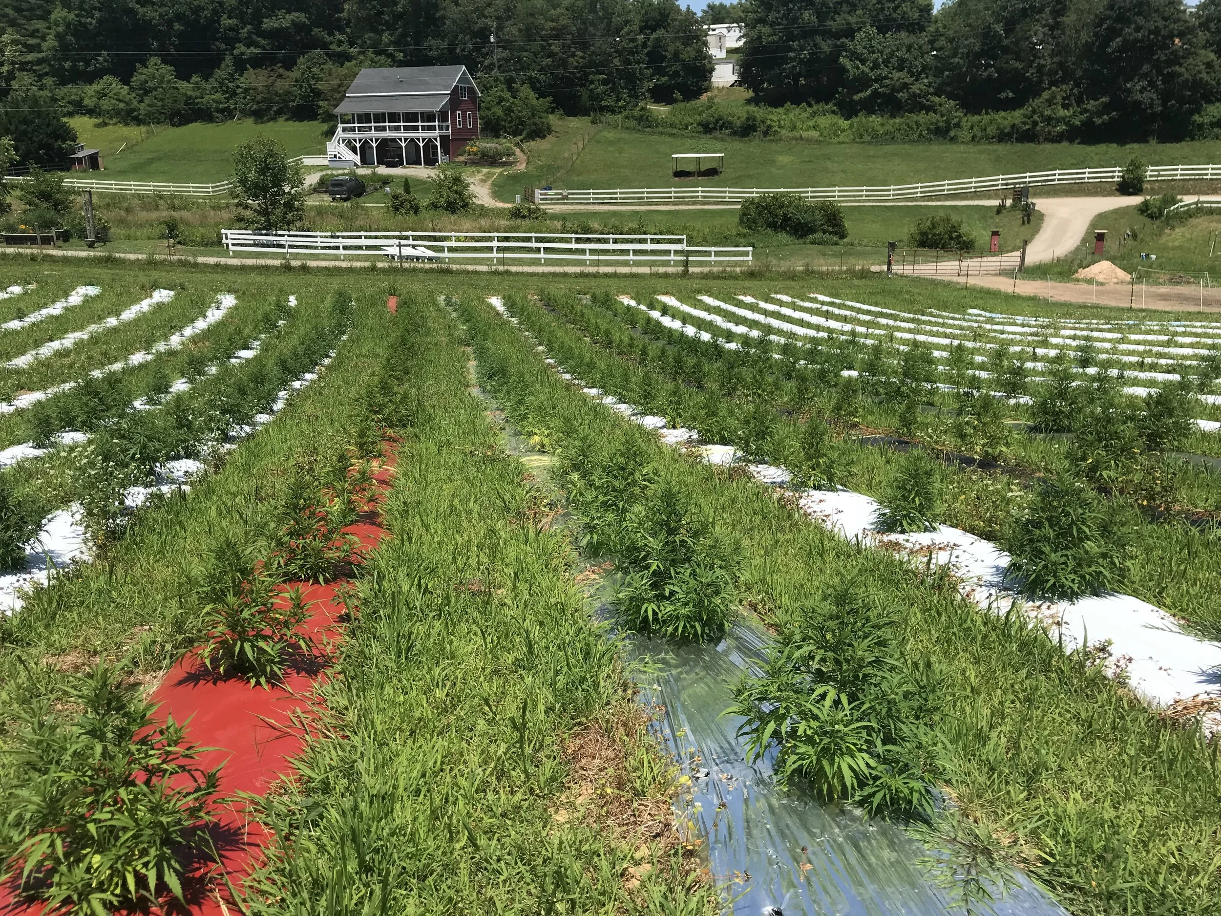 hemp ncsu.jpg