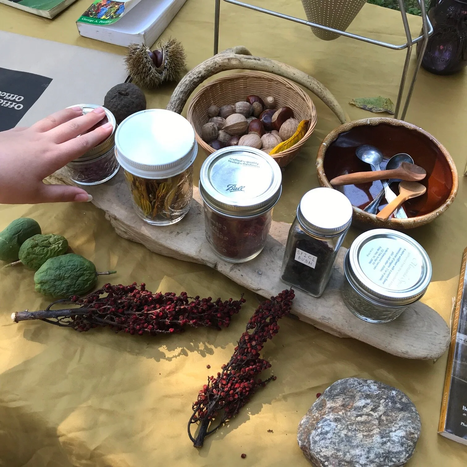 From Eating the Wild: a foraging primer and plant walk , Sunday, September 22 in Matthews.