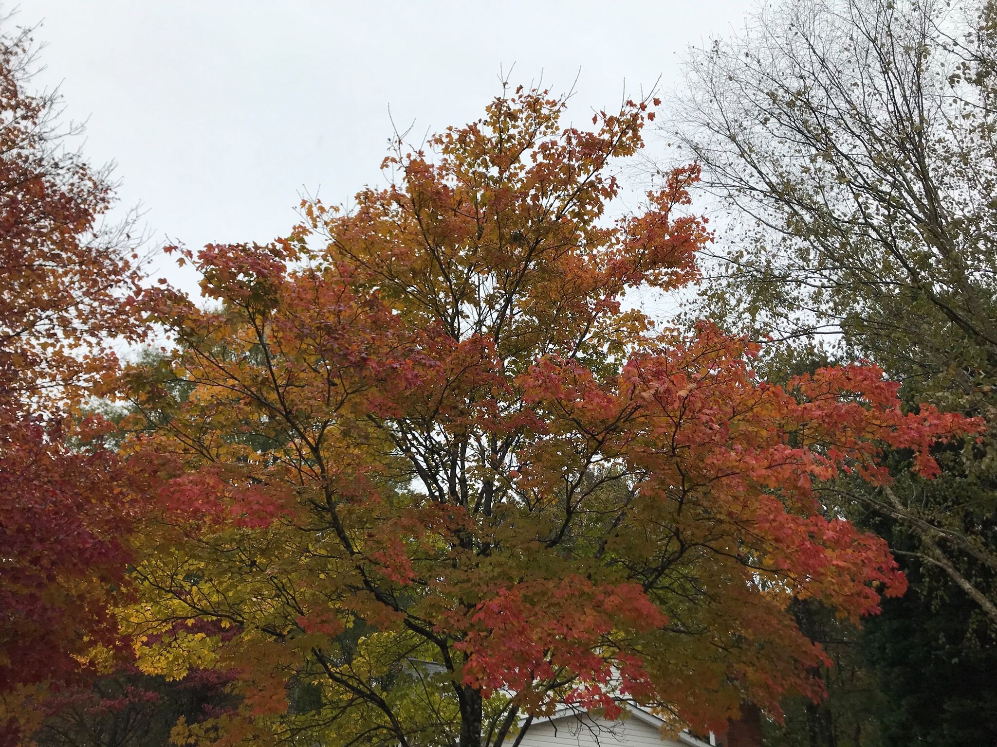 fall color.jpg