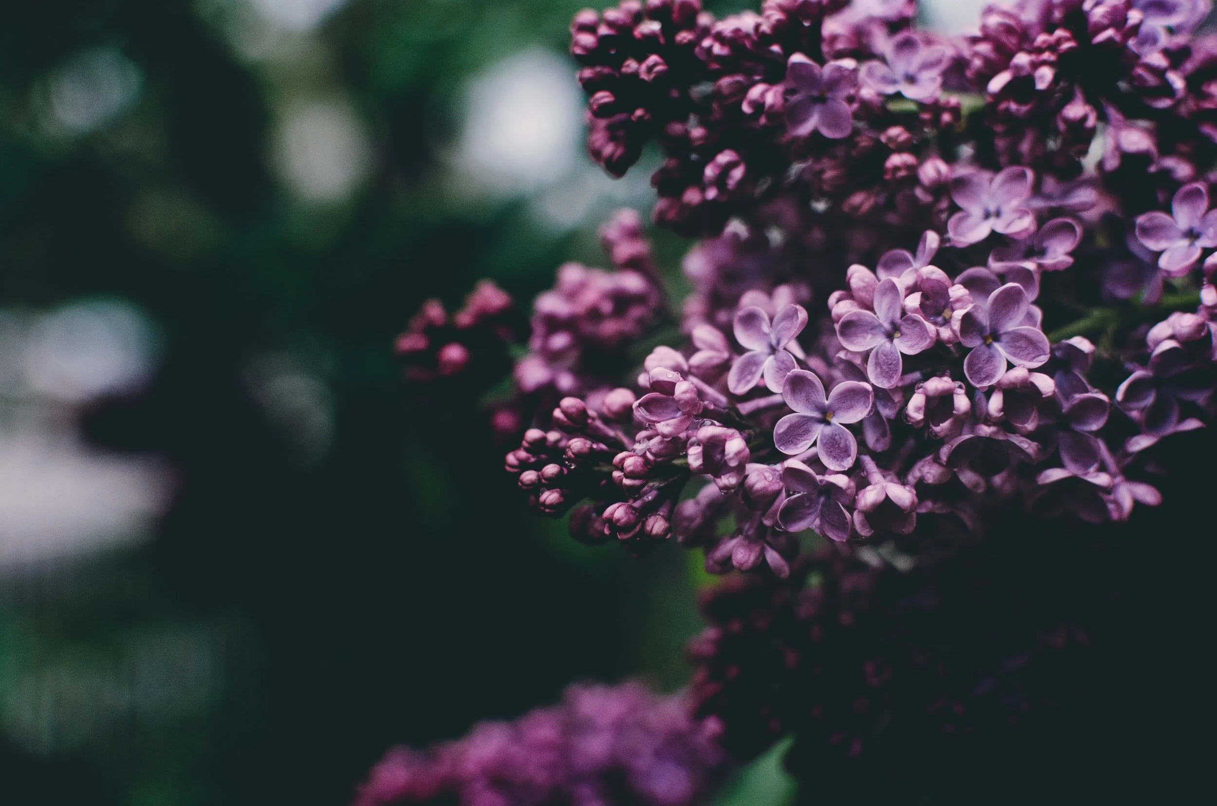 unsplash-image-elz_jOsXTf4.jpg