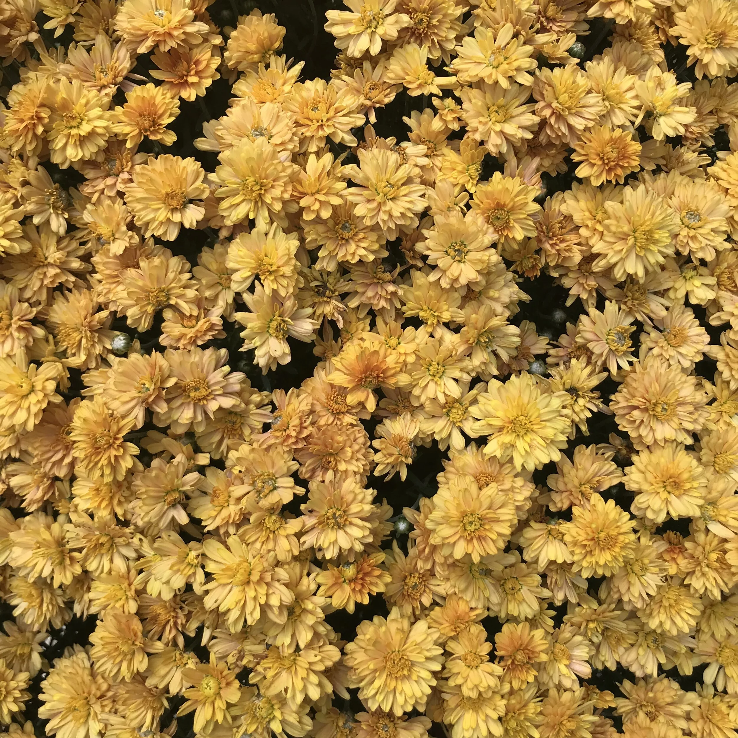 IMG-8924.jpg