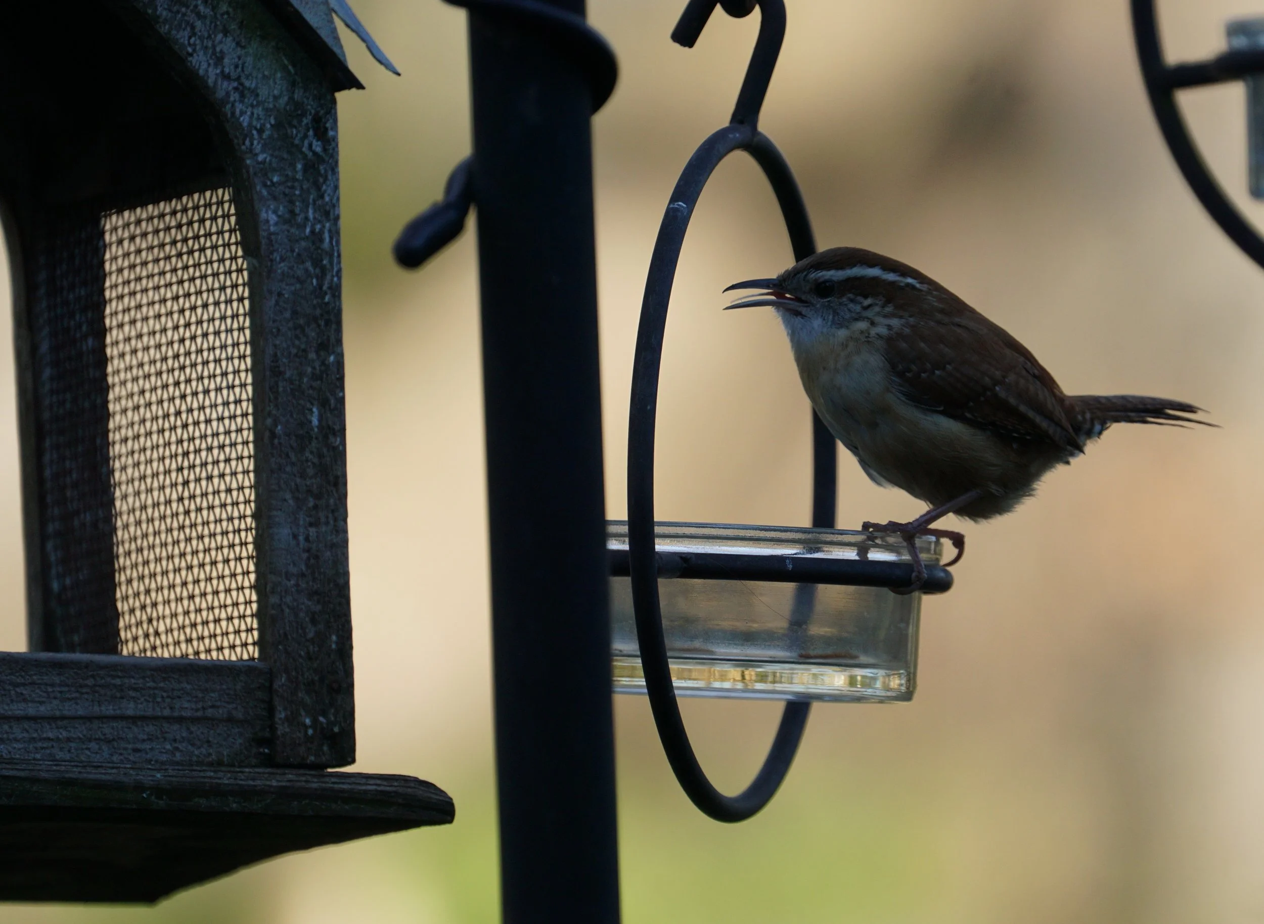 carolina wren2.JPG