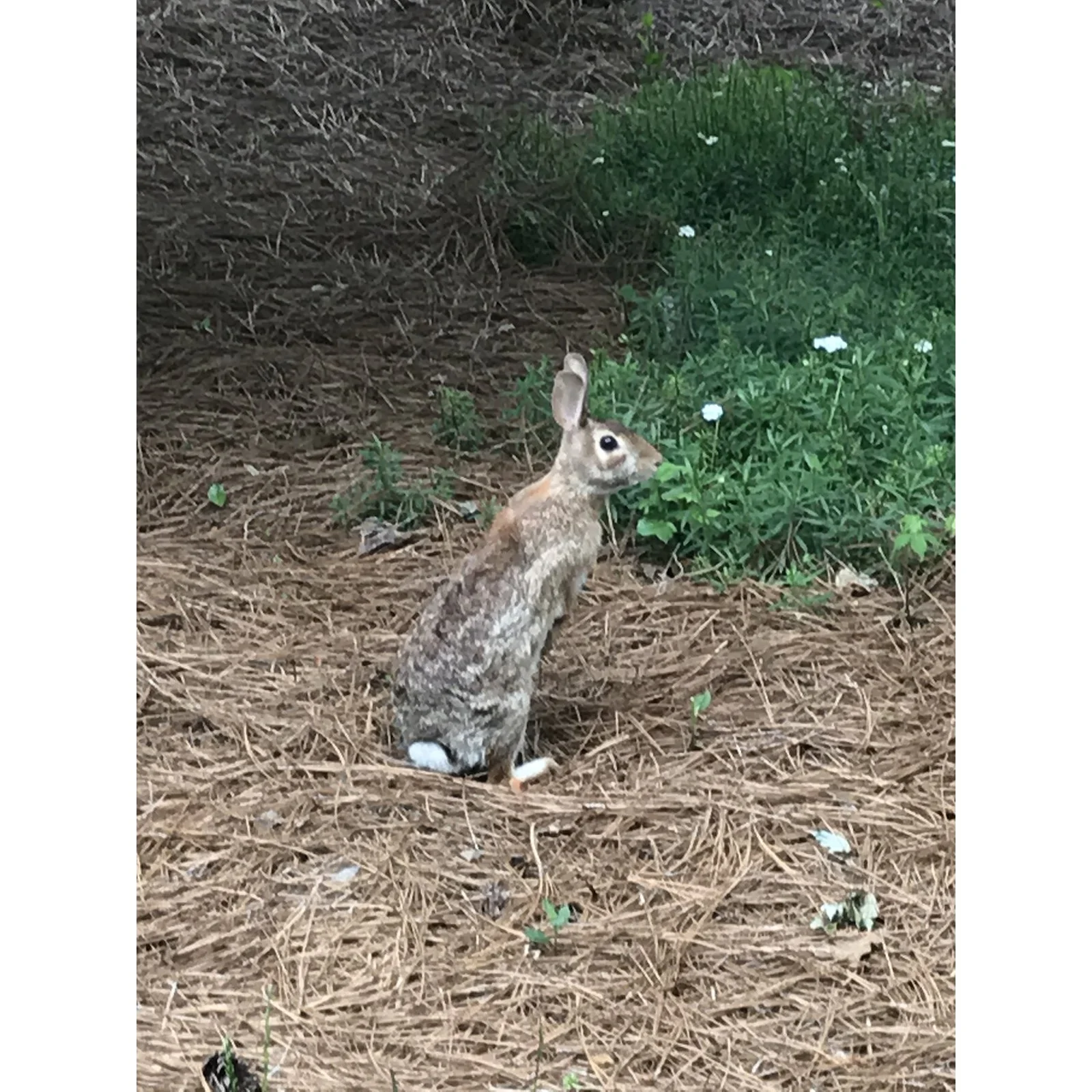 bunny sq.jpg