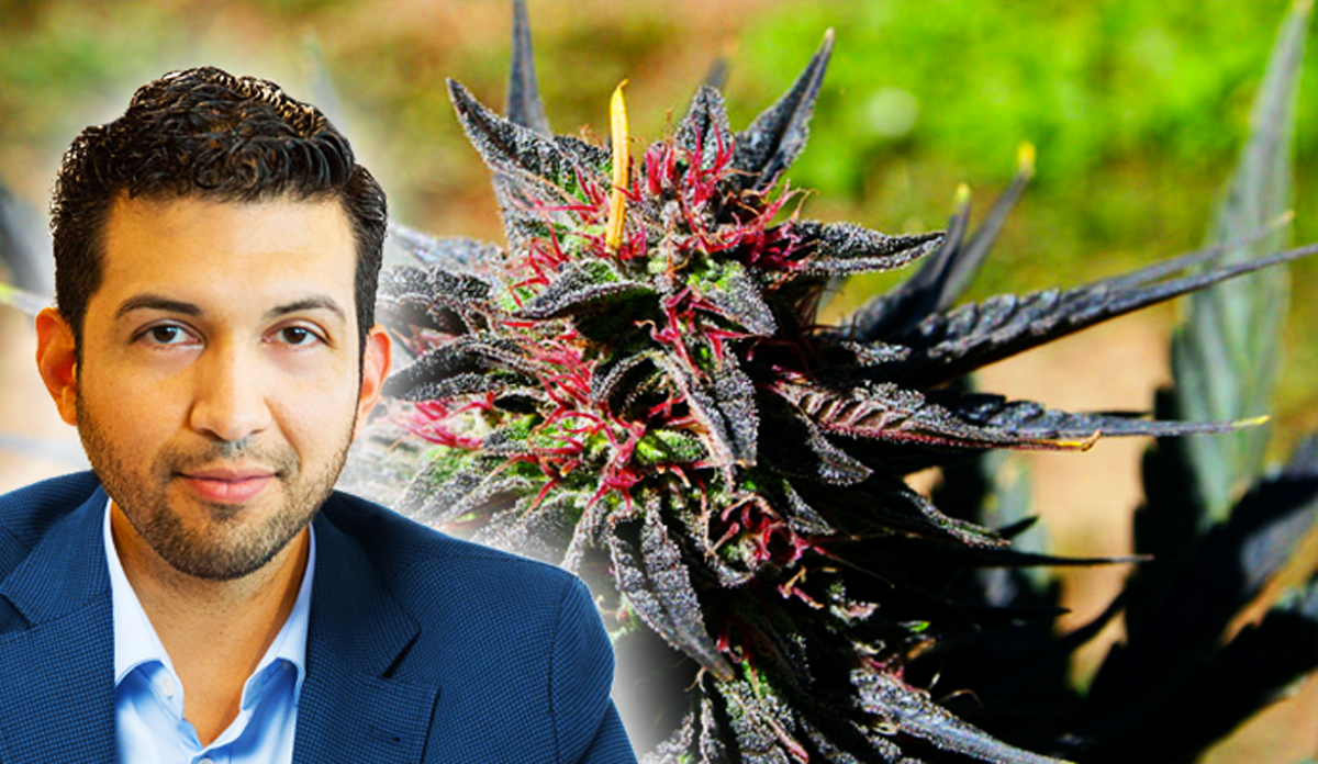 cannabis600.jpg