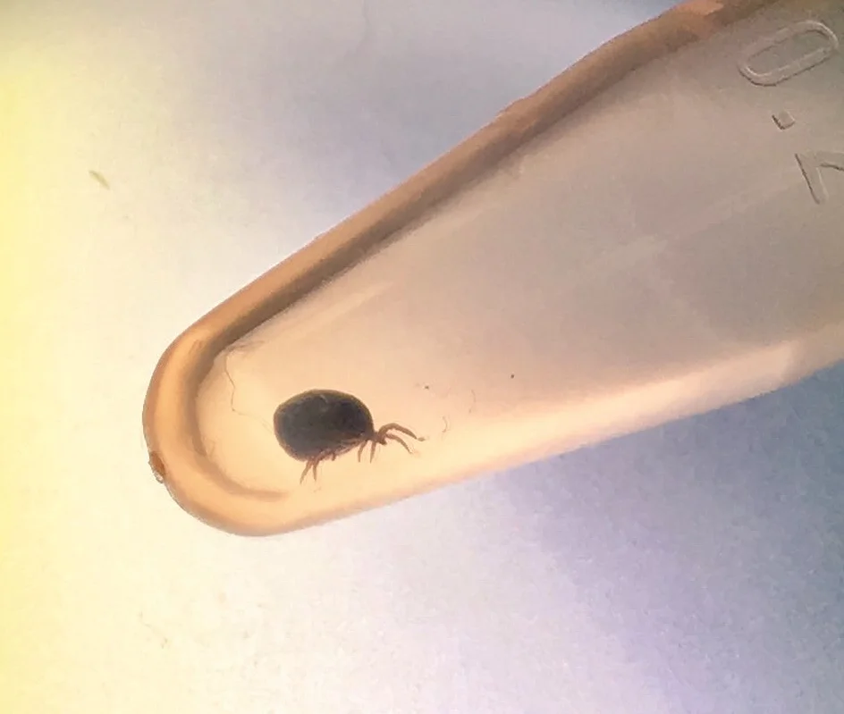 Engorged Ixodes scapularis nymph. Picture courtesy of Brittany O’Keeffe