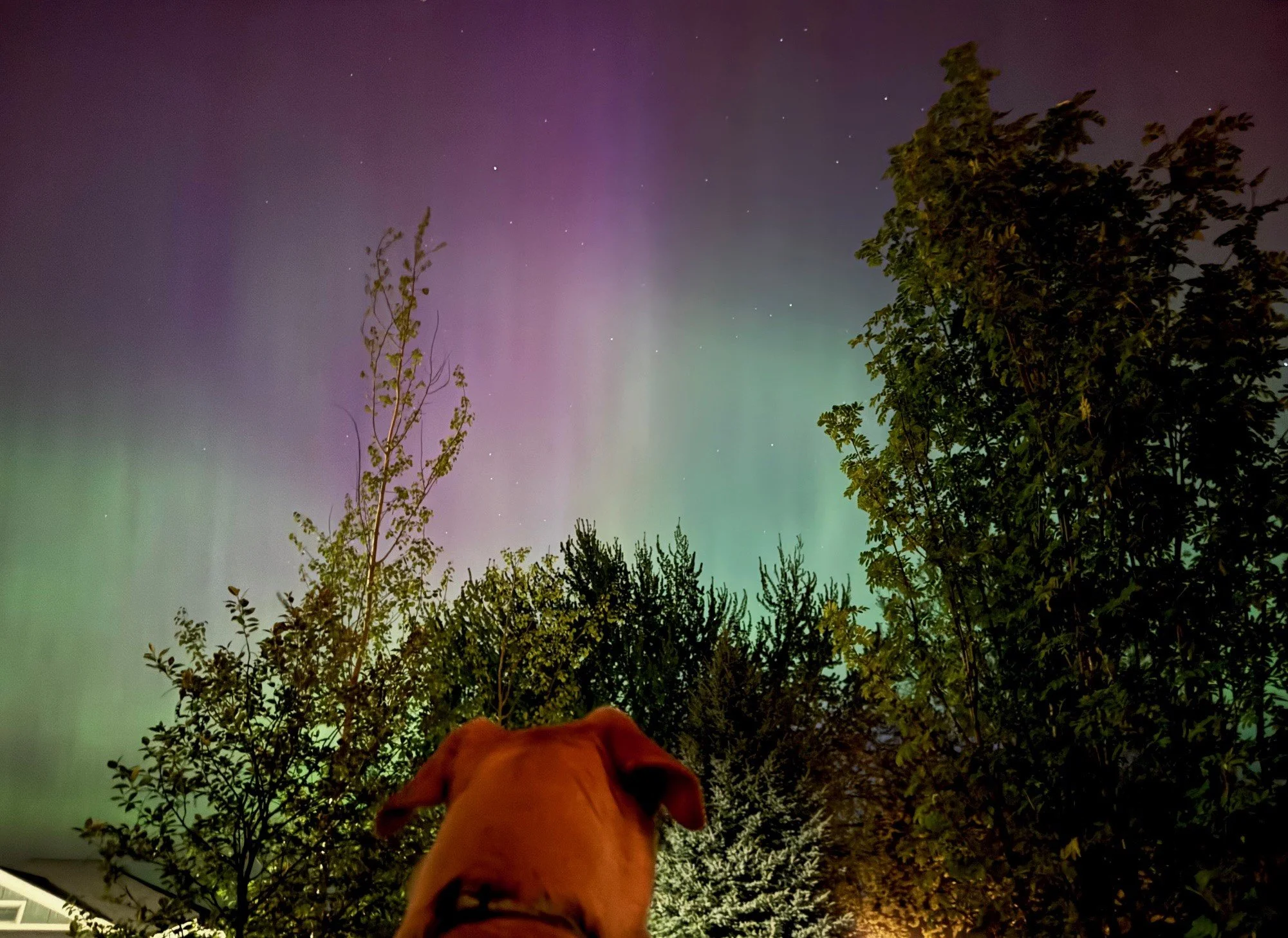 northern lights with caddis.jpg