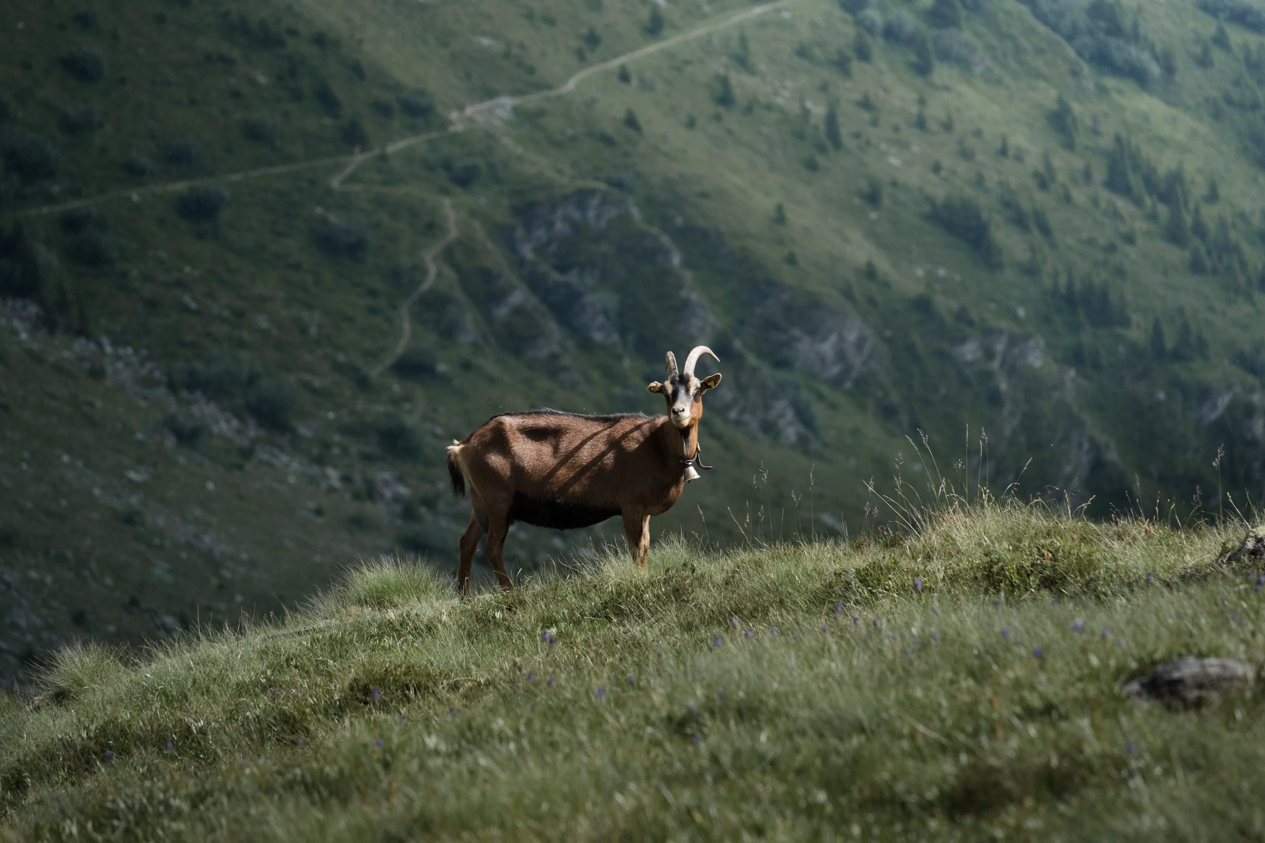 The Lodge _ Verbier _ Summer (16).jpg