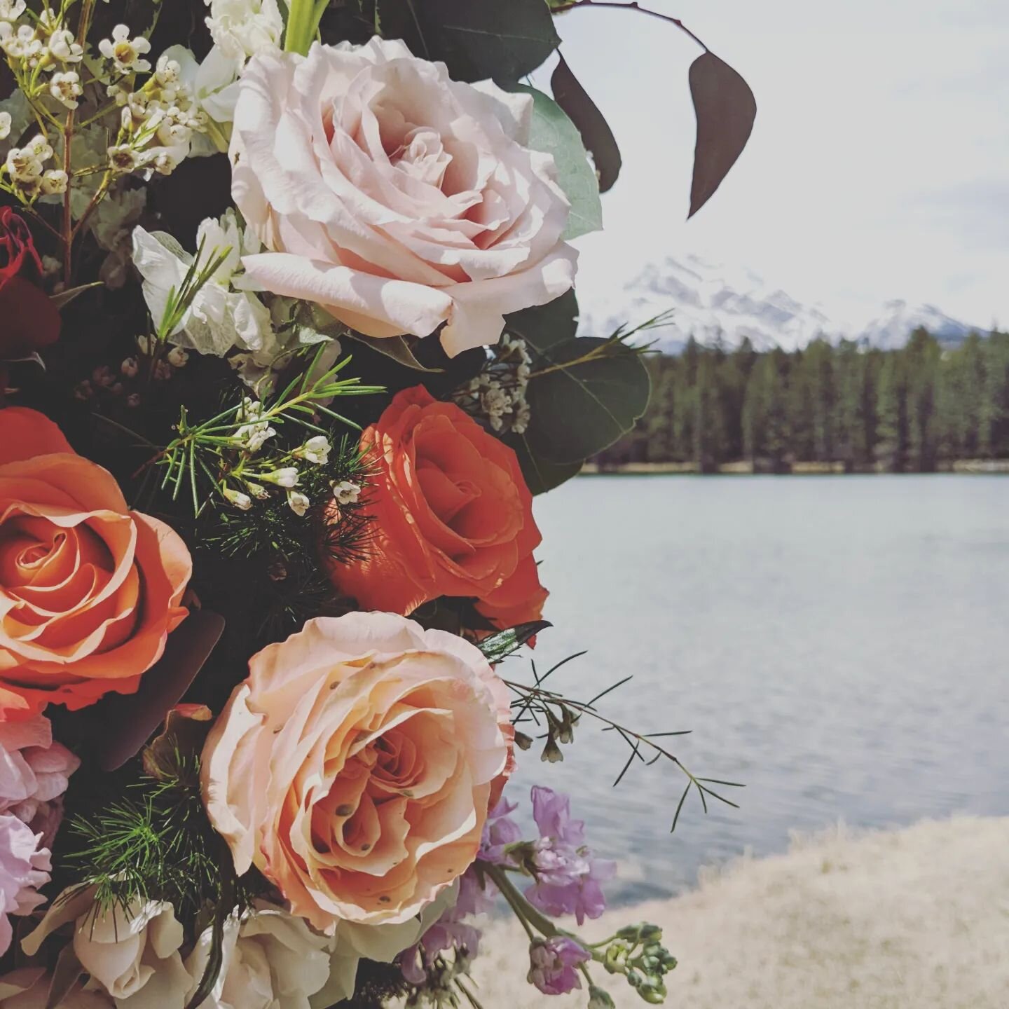 It's not often that I get to perform ceremonies at Trefoil Lake, but it's been such a beautiful experience to be here for these spring elopements.