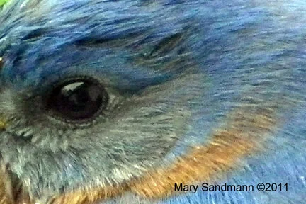 artist: Mary Sandmann image: “Observe” website: https://www.facebook.com/Mary-Sandmann-Photography-212714212092939/ phone: 330-391-9296 email: mimi@marysandmannphotography.com