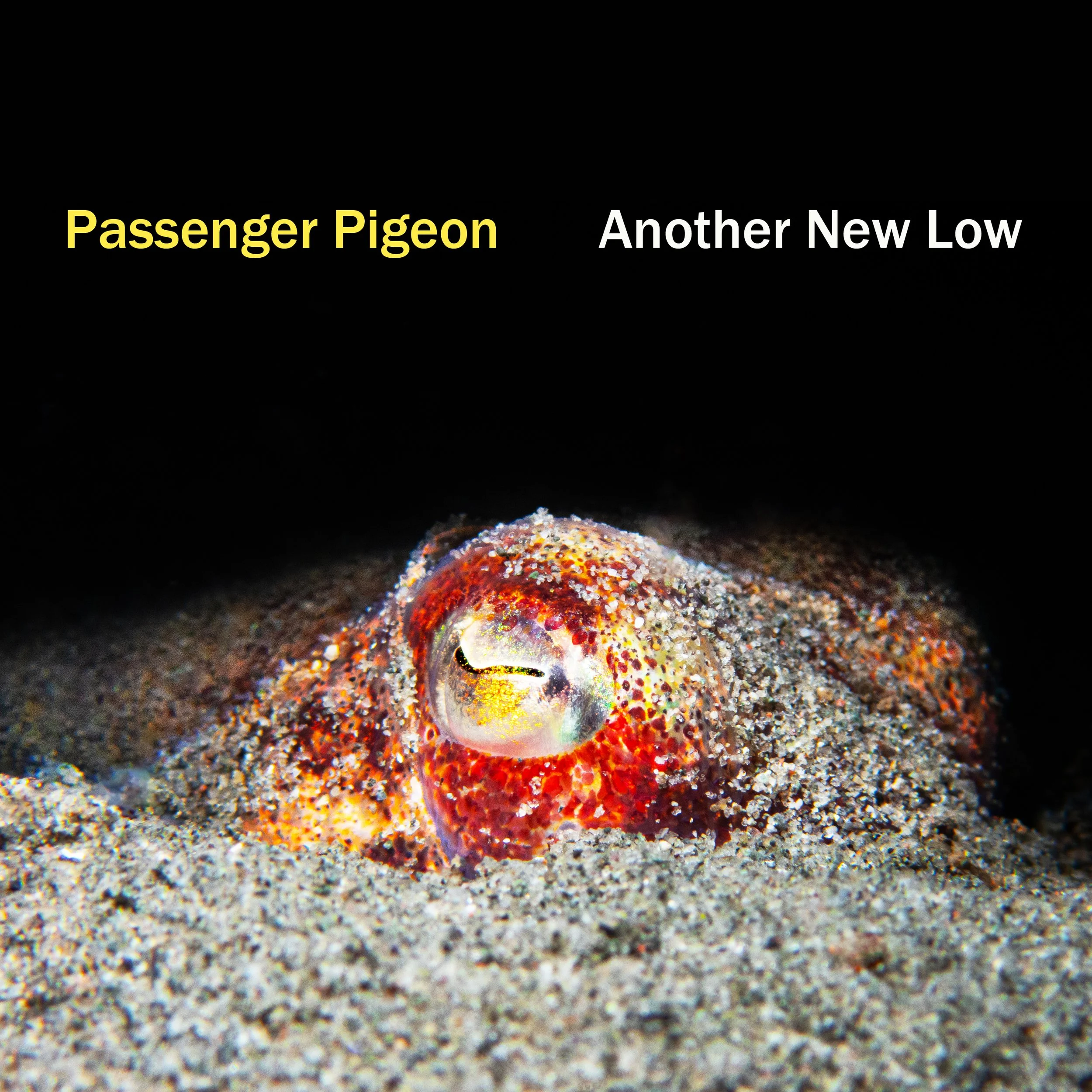 Passenger Pigeon: Another New Low