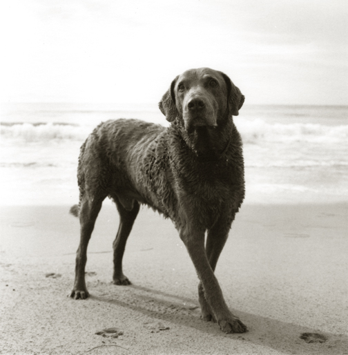 Chesapeake-Bay-Retriever-Dune.jpg