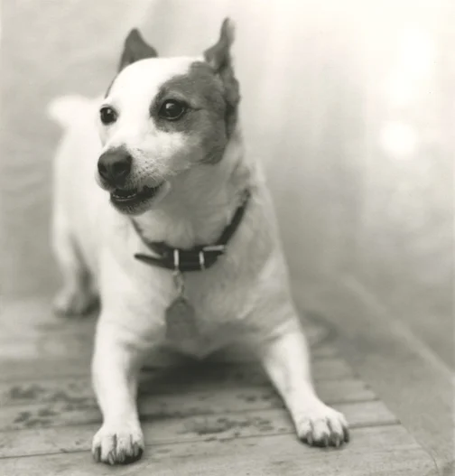 Penny portrait playing 7x7.jpg