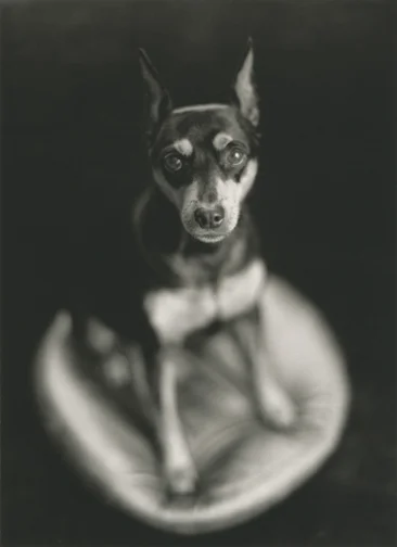 Heidi-standing-on-cushion-5x7.jpg