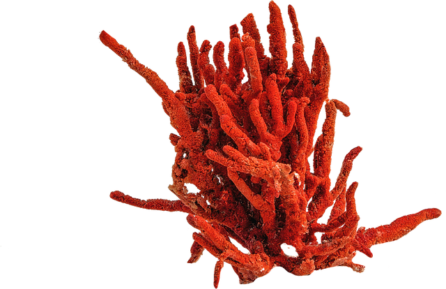 Coral red, photo via pixabay