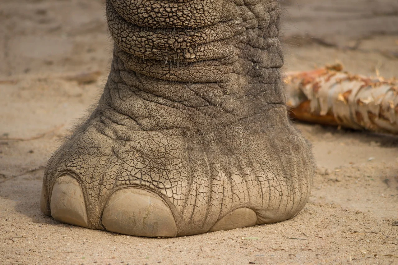 elephant feet.jpg