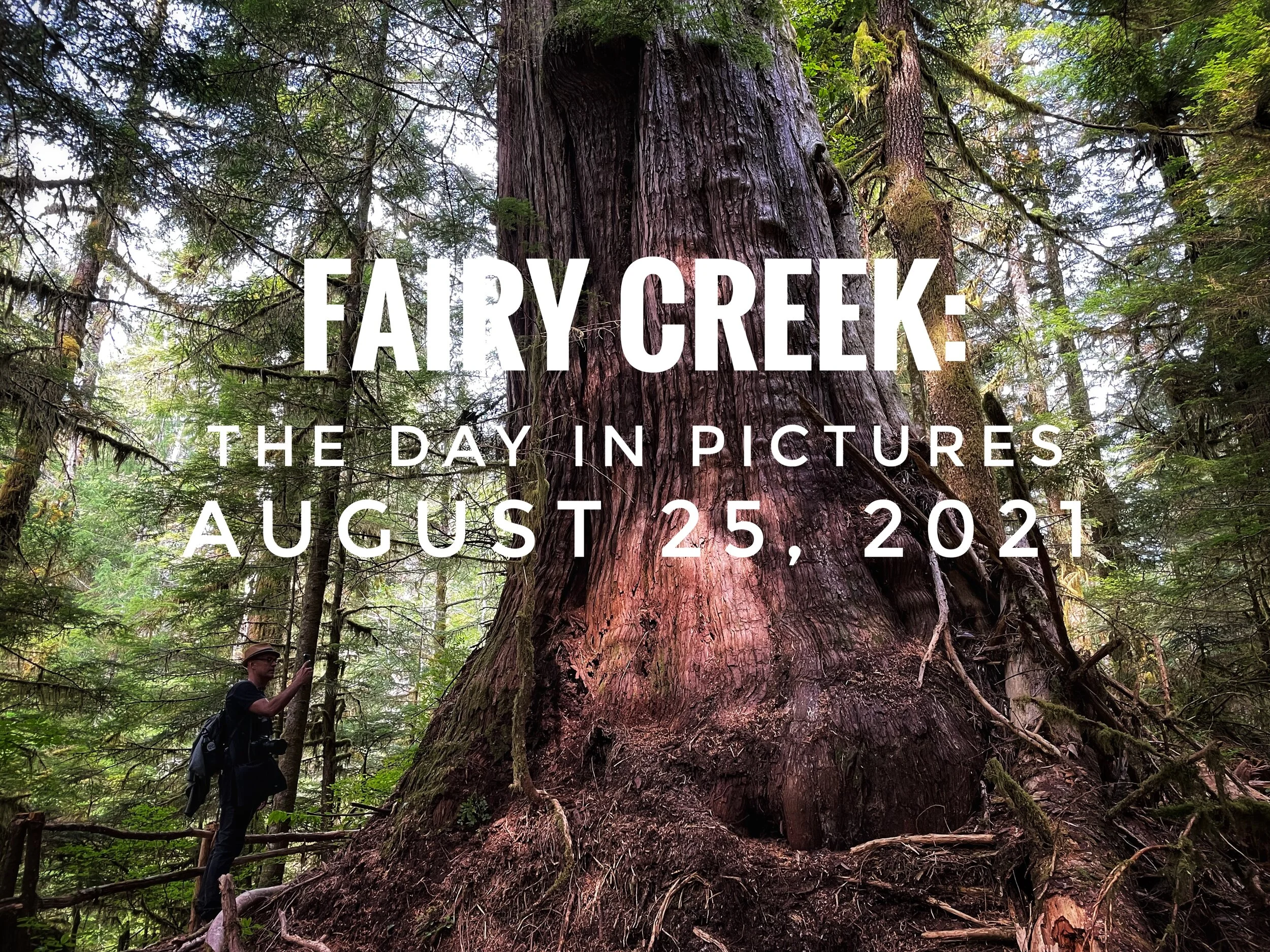 Fairy Creek: The day in Pictures, August 25