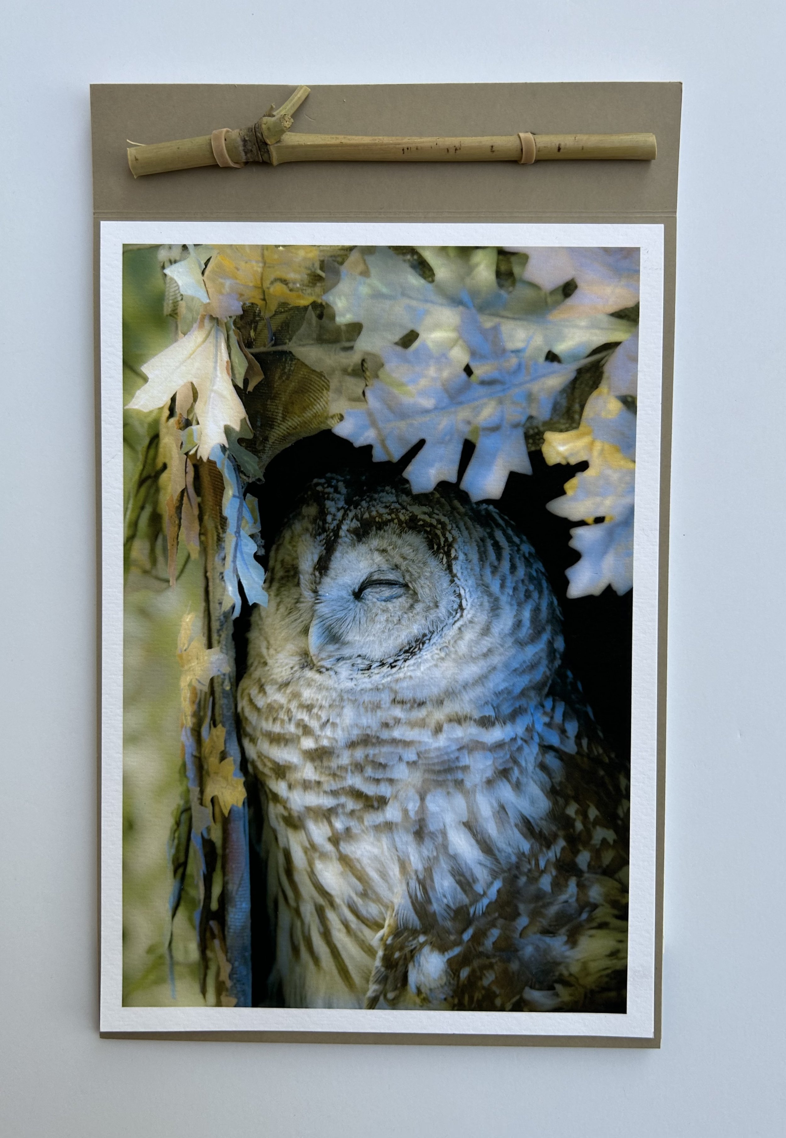 Owl Resting