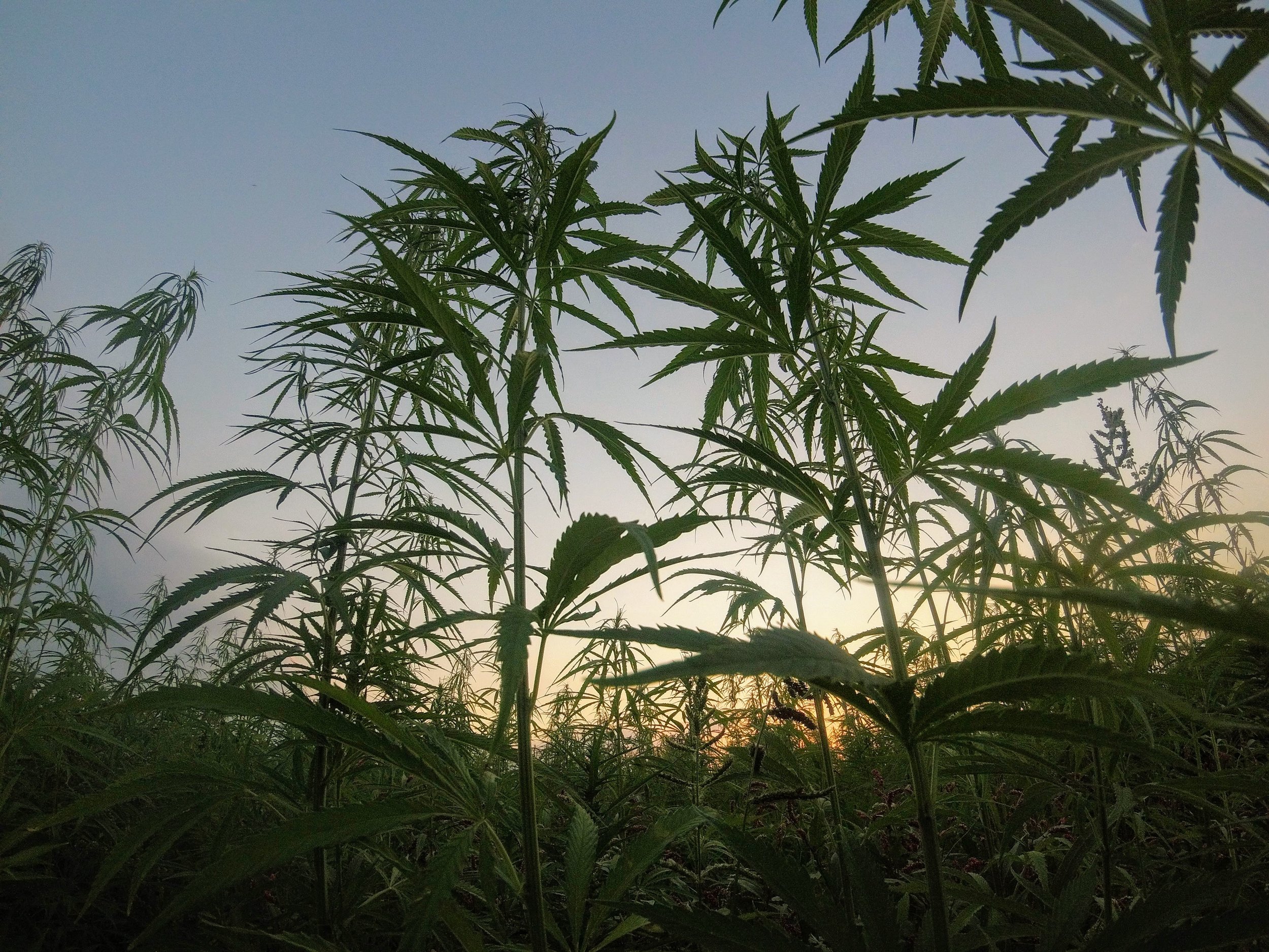  “Siempre habrá un mercado para el cannabis artesanal de California, pero ¿podría México perturbarlo en gran medida? Sí sucedió con la col rizada, ¿por qué no con el cannabis?”  Foto. @marcorporation 